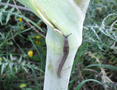 Identificazione su Ferula communis